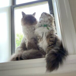 Meet your Posher, ardita